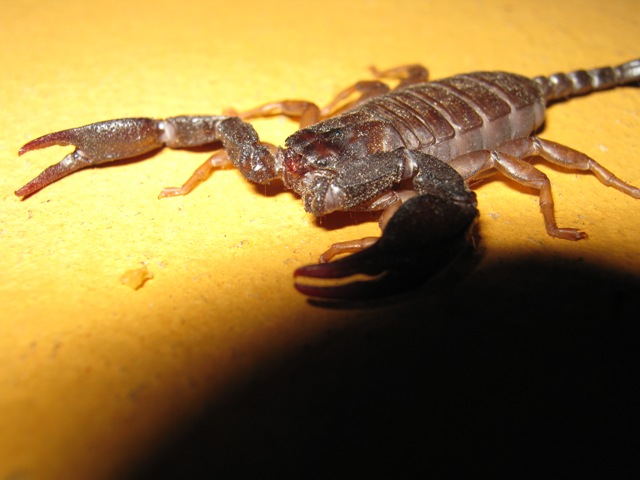 Euscorpius sp.